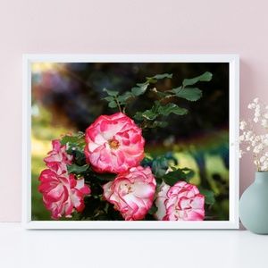 Artisan Rose Garden Photography Print